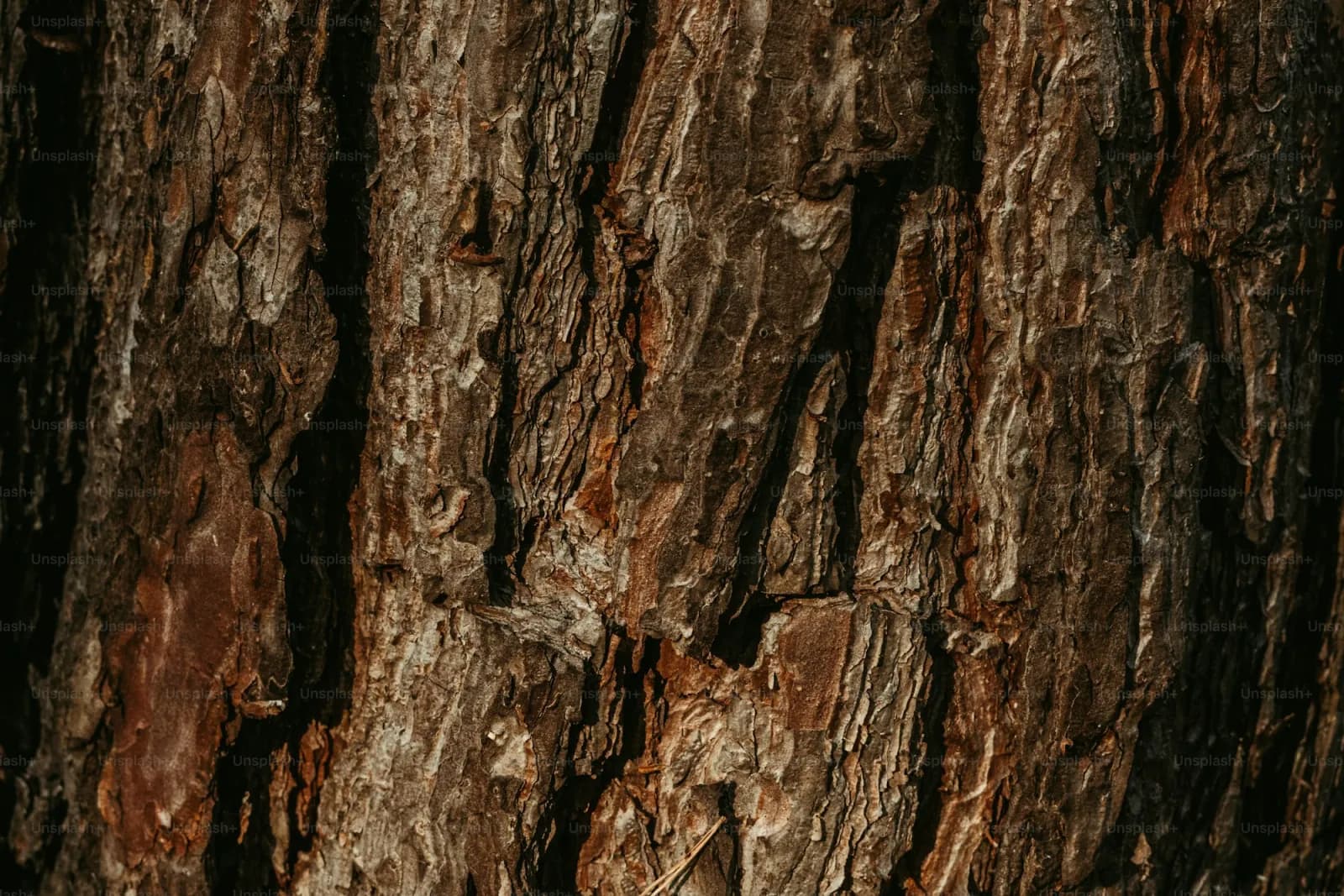 Кора дуба